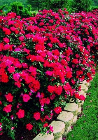 Landscaping Wake Forest, NC Beautiful hedge row of red roses with a retaining wall border separating it from the lawn.