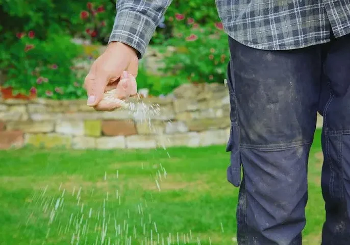 yard-seeding-company overseeding aeration